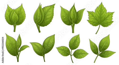 Collection of various green leaves and foliage in different shapes and sizes, viewed from directly above
