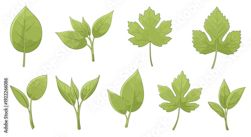 Collection of various green leaves and foliage illustrations displayed on a white background from Whisk_ef64801d40c809c8d1a42d6bc25b4da3dr.eps