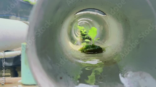Young Hydroponic Plant Growing Inside NFT Pipe System