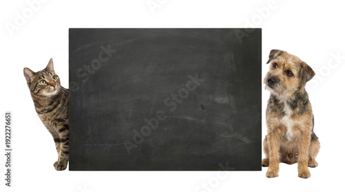 Tabby cat and Border Terrier dog peeking from behind a blank black chalkboard on white background