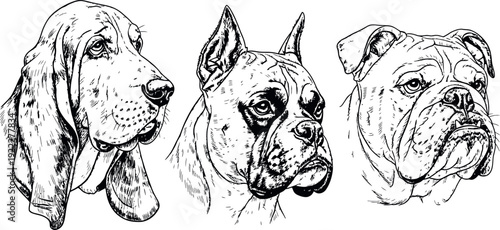 Dog Vector: Bloodhound Boxer Bulldog Black and White Illustration