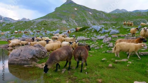 Flock of Sheep Grazing by Mountain Lake with Rocky Peaks Background