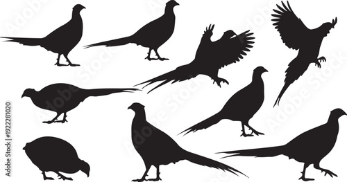 Pheasant bird silhouette vector collection. Includes standing, walking, flying, and crouching pheasant poses. Created in solid black silhouette style.