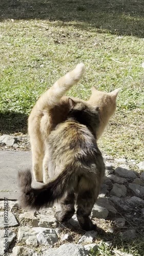 Two cats basking in the sun
