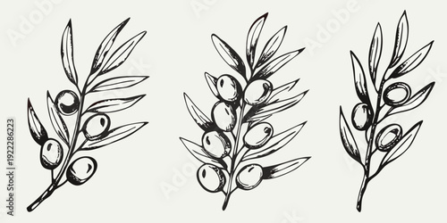 Three delicate olive branches with fruit rendered in a vintage style