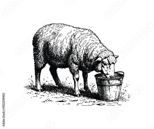 Vintage illustration of a sheep drinking from a bucket. Hand drawn engraving style vintage vector.