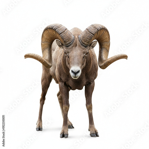 A powerful bighorn ram with impressive, curving horns stands confidently, gazing directly forward against a clean white background, embodying raw strength and the wild spirit of majestic fauna
