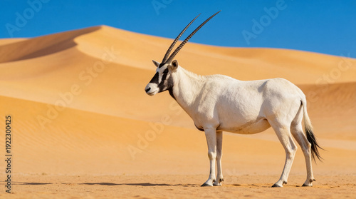 Arabian oryx standing in desert dunes. White antelope with long straight horns on golden sand under blue sky. Great for wildlife, desert nature, conservation, and travel design.