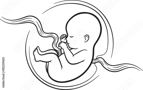Black and white line of a fetus in a womb with umbilical cord baby unborn 1 uterus