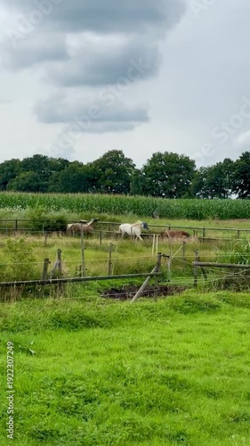 Three horses running in circle on trail, jumping over obstacles