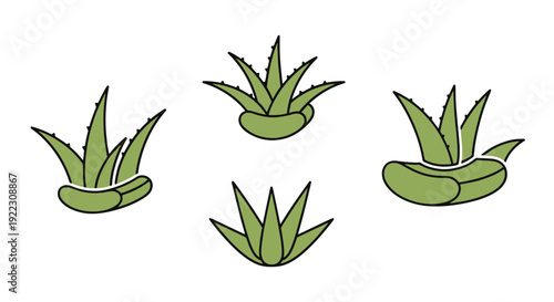 Aloe leaf Line art soft tone vector illustration.eps