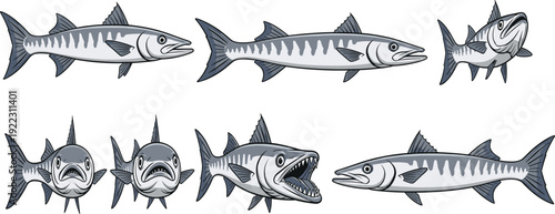 Flat vector illustration set of fresh barracuda fish collection with various swimming poses and side front view isolated on white background for fishing sport.