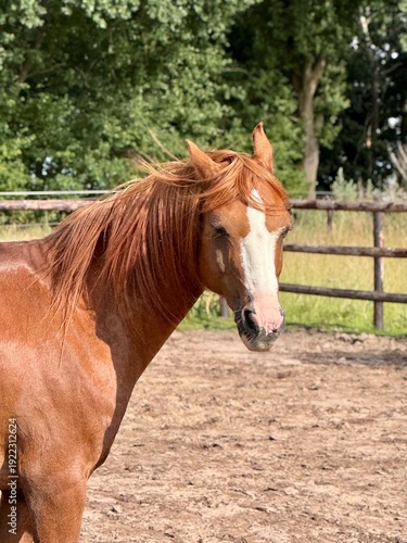 Chestnut horse standing in paddock on sunny day