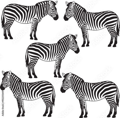 Set of zebras. Collection of wild zebras in various postures. Black and white illustration for the zoo.