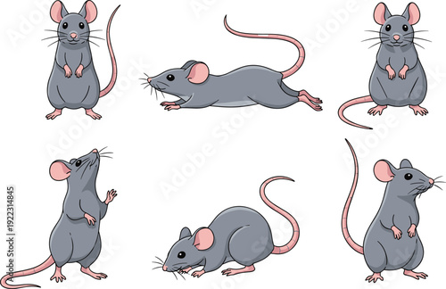 Flat vector illustration set of cute grey mouse character collection with various poses including standing running and sitting for wildlife nature and education concept.