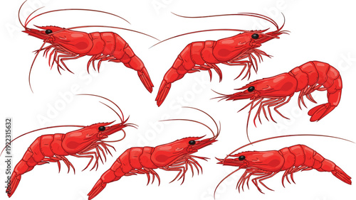 Flat vector illustration set of fresh red shrimp prawns isolated on white background for seafood market restaurant menu design and gourmet cooking concepts.