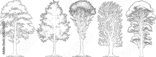 coniferous and deciduous trees set, cad tree Line drawing set, for architecture and landscape design, line drawing, Vector illustration