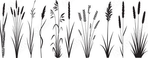 collection of black silhouettes featuring various types of ornamental big grasses, reeds, and cattails. vector illustration