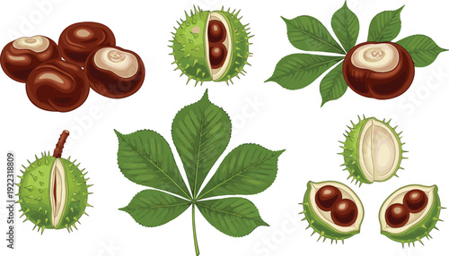 Flat vector illustration set of fresh brown chestnuts including whole seeds with green leaves and open spiky green pods for autumn season harvest concept.