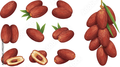 Flat vector illustration set of fresh brown dates fruit including whole pieces halves with seeds and a large bunch with green leaves for dessert.