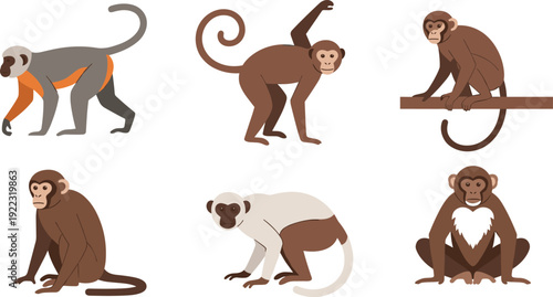 Flat vector illustration set of diverse monkey characters including wild primates in various poses like sitting standing climbing and walking isolated on white background.