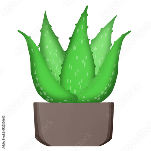 aloe vera plant