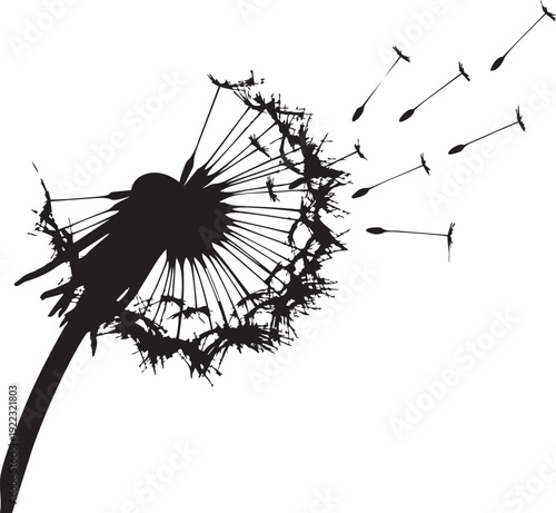 A black silhouette of a dandelion blowing in the wind isolated on transparent background, Vector