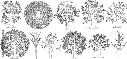 Minimal style cad tree line drawing, top view, Side view, set of graphics trees elements outline symbol for architecture and landscape design, vector line drawings of various trees and plant species. 