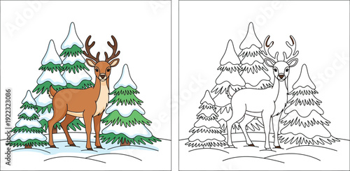 Reindeer coloring book page. Vector illustration of a cute deer in a snowy winter forest with pine trees. Color and black and white outline version.