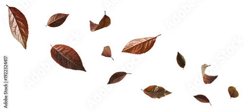 Levitating natural burgundy red leaves on a white background. Creative flying foliage of Prunus cerasifera, fresh decorative purple leaves, minimal botanical composition.
