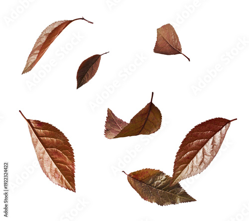 Levitating natural burgundy red leaves on a white background. Creative flying foliage of Prunus cerasifera, fresh decorative purple leaves, minimal botanical composition.