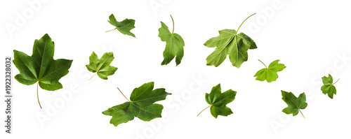 Creative art collage of flying green maple leaves isolated on white background. Concept of spring nature, fresh wind, ecological purity and summer environment.