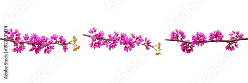 Konstfotografi Pink Redbud or Cercis tree flower clusters blooming on branches isolated on whit