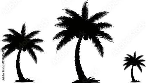 Silhouette of three palm trees on a white background