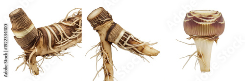 Tableau sur toile Set of botanical illustrations showing plant roots and rhizomes with fibrous tex