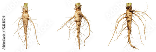 Photos Best Selling Title:
Set of botanical illustrations featuring long taproot system