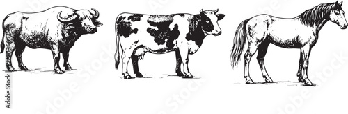 cow