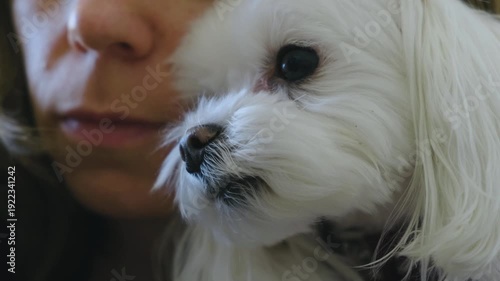 Beautiful Face of White Maltese Dog and Her Owner. Close Up of Human-Pet Bond, Emotional Portrait.
