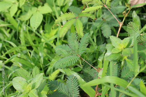 Foto Spreading Sensitive Plant Across Lawn
