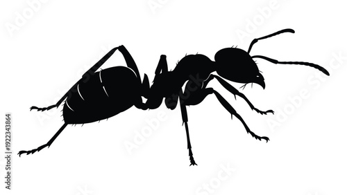 A black silhouette of an ant on a white background isolated on white background, Vector