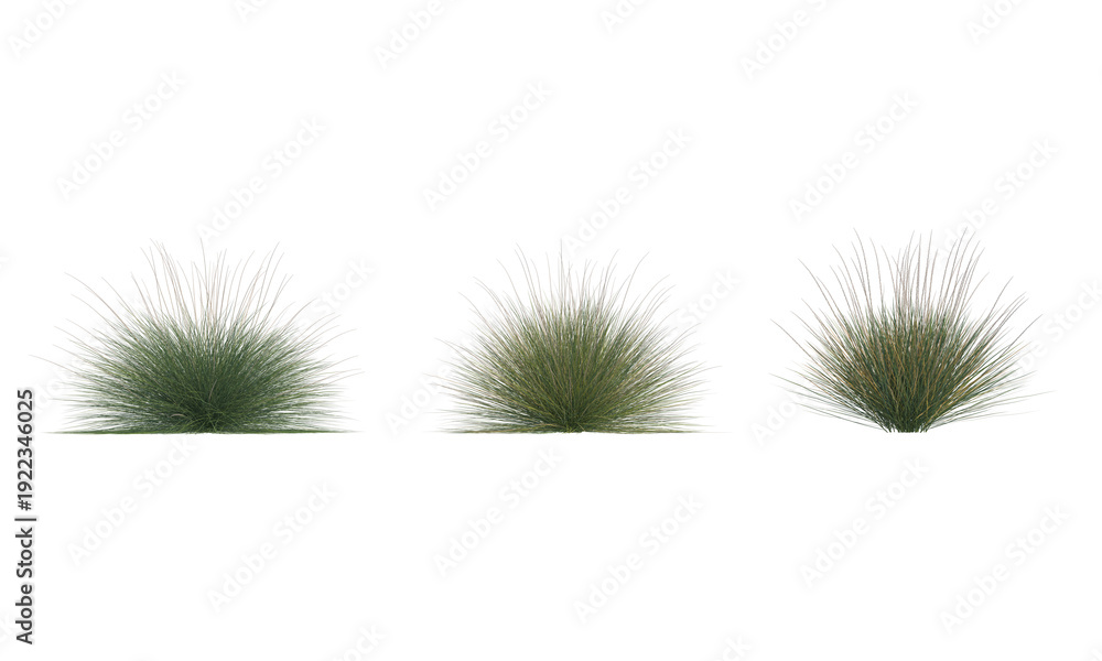 Obraz premium Muhlenbergia dubia png alpha channel set
