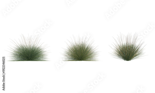 Muhlenbergia dubia png alpha channel set