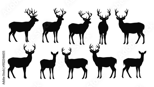 A group of deer silhouettes in various poses isolated on white background, Vector