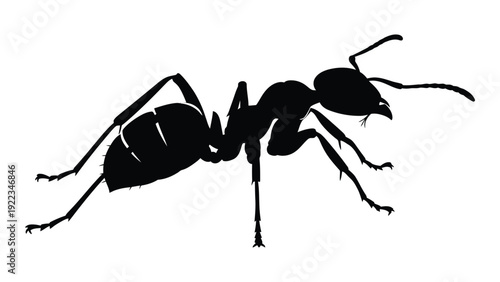 A black silhouette of an ant on a white background isolated on white background, Vector