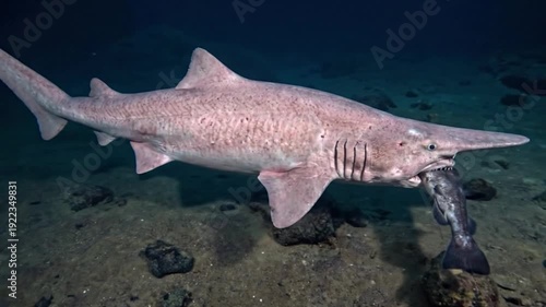 심해어,마귀상어,고블린상어,Deep-sea fish, devil shark, goblin shark