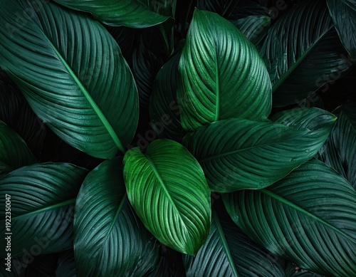 Lush, Deep Green Tropical Foliage Texture Background