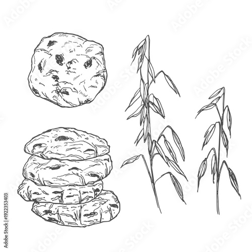 Botanical line art sketch of an oat stem with grains, leaves, and stacked oatmeal cookies, detailed in monochrome illustration.
