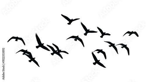 A flock of birds flying in formation isolated on white background, Vector