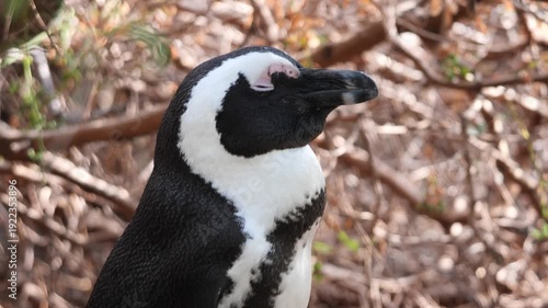 Close-up of the head and eyes of African Penguins (Spheniscus demersus). Also known as jackass penguins, at Boulders Beach, Cape Town. 4K video..