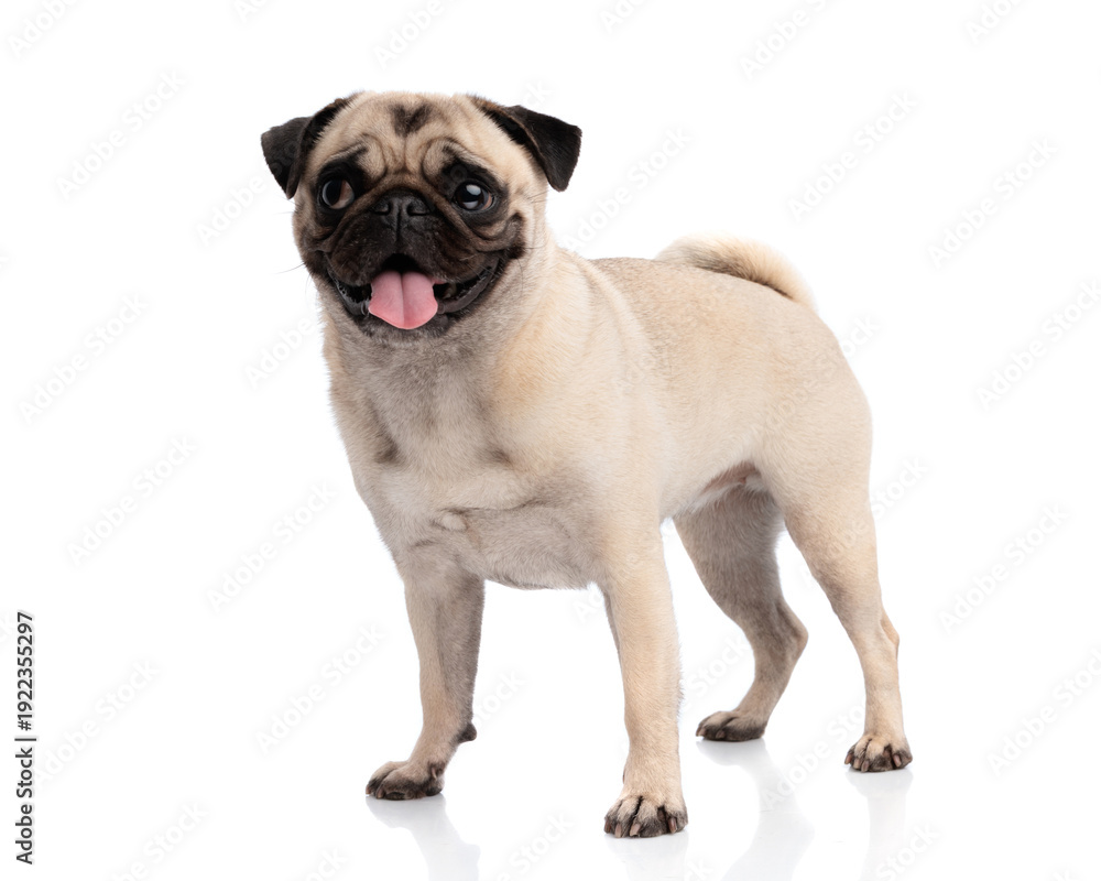 Obraz premium Lovely pug dog standing and sticking out tongue